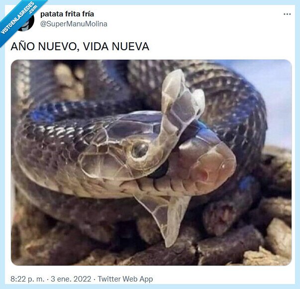 año,nuevo,vida,serpiente,mudar,piel