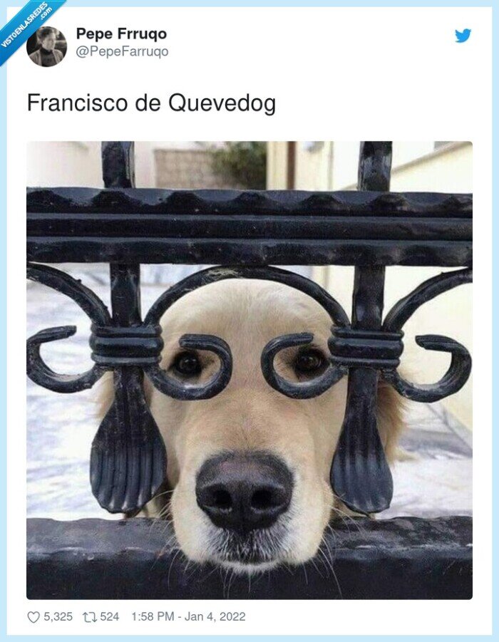 francisco,quevedog,perro,gafas
