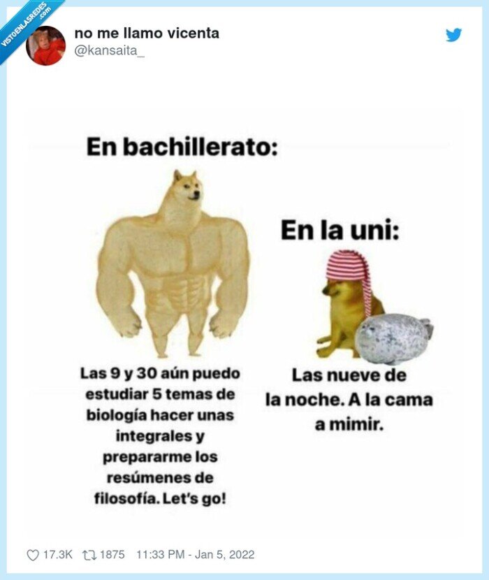 doge,cheems,universidad,bachillerato,horas,estudiar