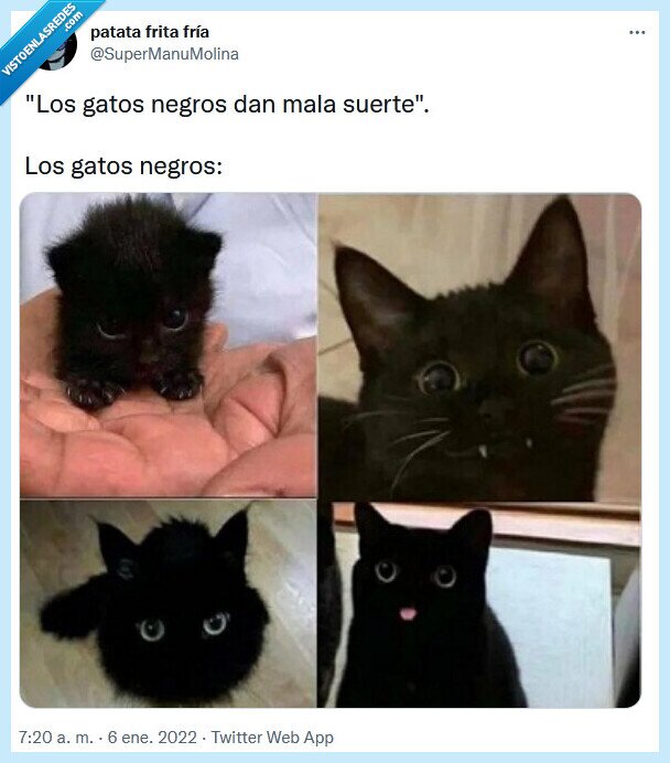 gatos,negros,mala,suerte