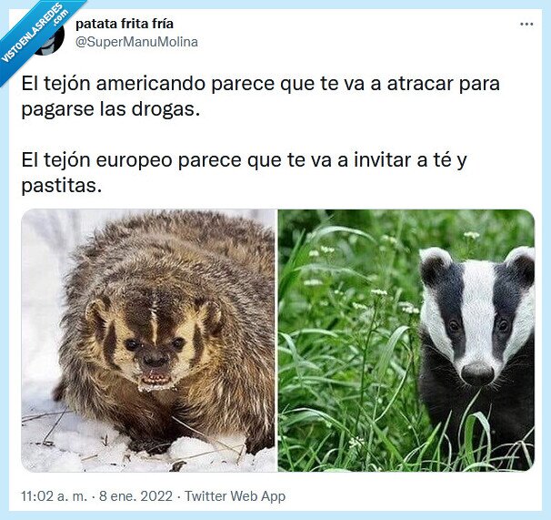 tejón,americano,europeo