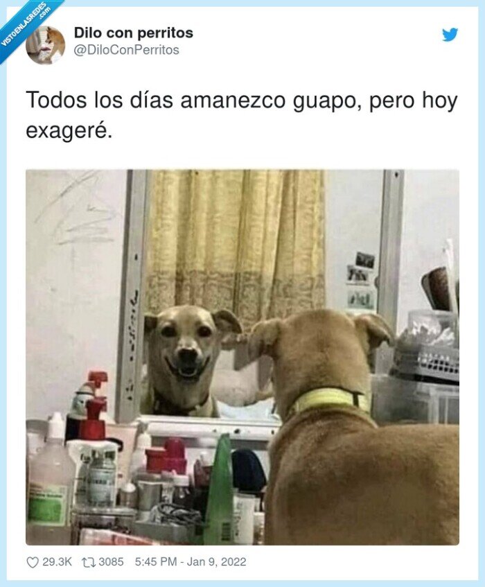 amanezco,exageré,guapo,perro