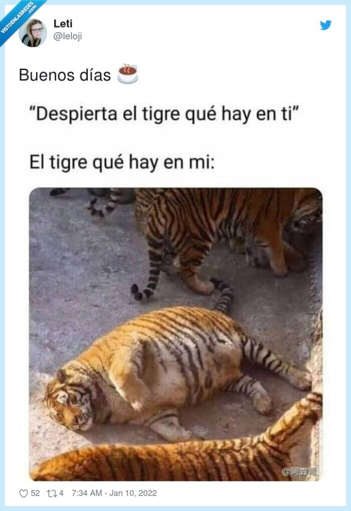despertar,tigre,gordito