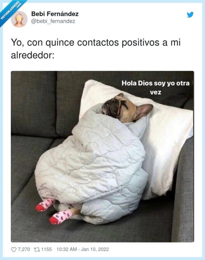 contactos,positivos,alrededor,perro,dormir,sofa
