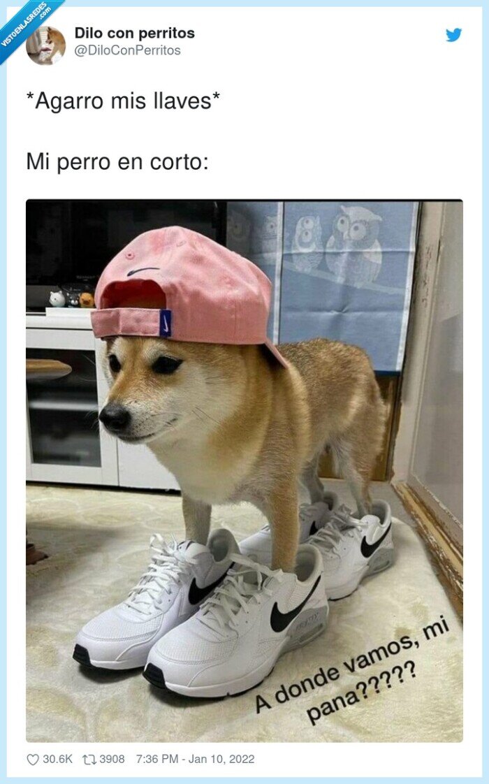 llaves,perro,salir,preparado