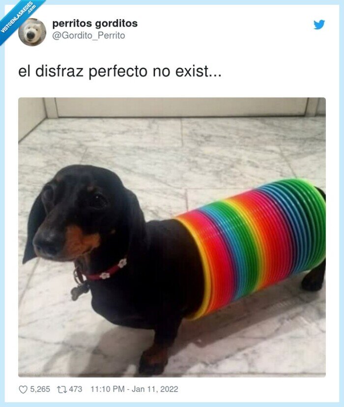 disfraz,muelle,perro salchicha