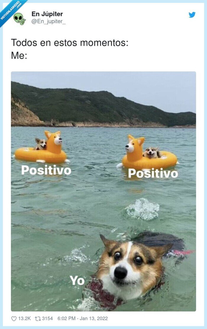 momentos,todos,estos,positivos,perros,coronavirus