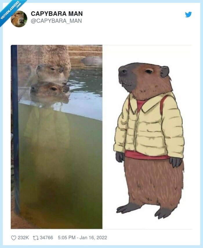 efecto óptico,capibara
