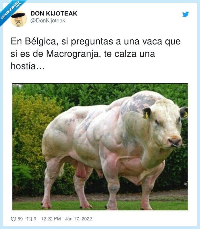 macrogranja,bélgica,preguntas,hostia,calzar,vaca