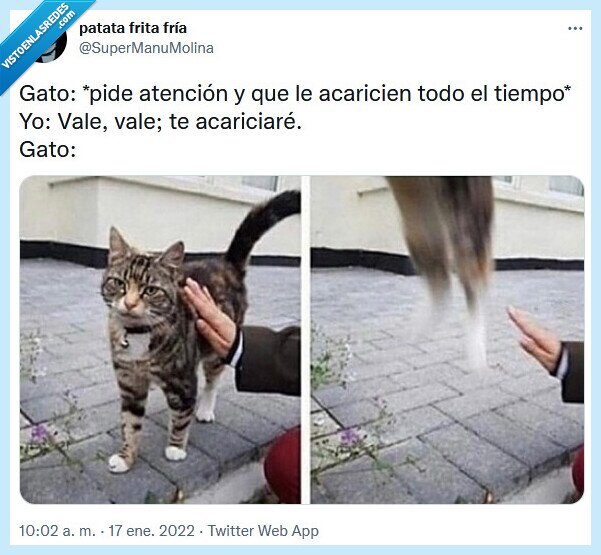 gato,acariciar,susto