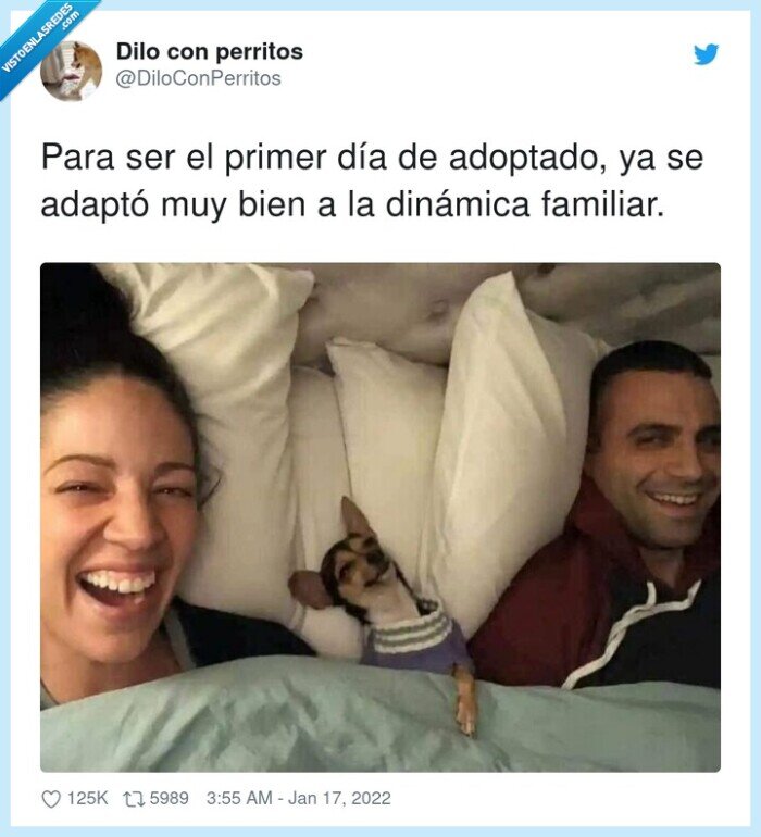 dinámica,adoptar,familiar,perro,cama,dormir