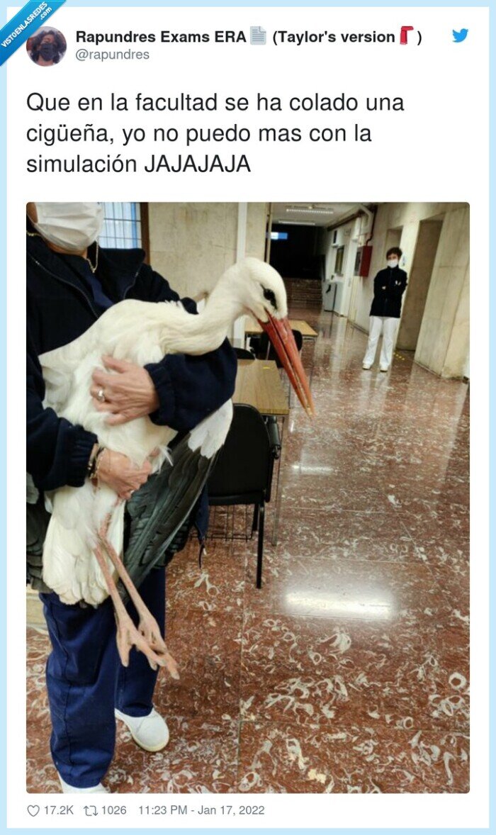 simulación,cigüeña,facultad,colado