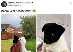 Enlace a Solo fueron unos besitos, por @elAnimalViral