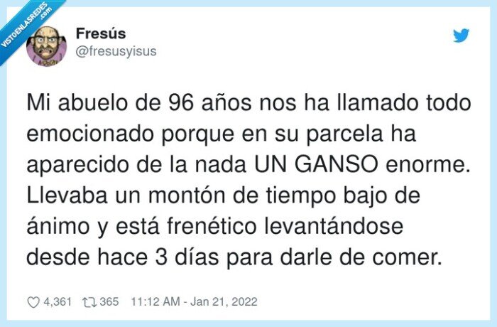 levantándose,frenético,emocionado,abuelo,ganso