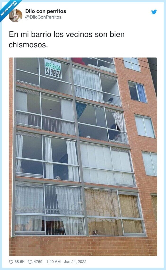 chismosos,vecinos,barrio,perros,ventanas