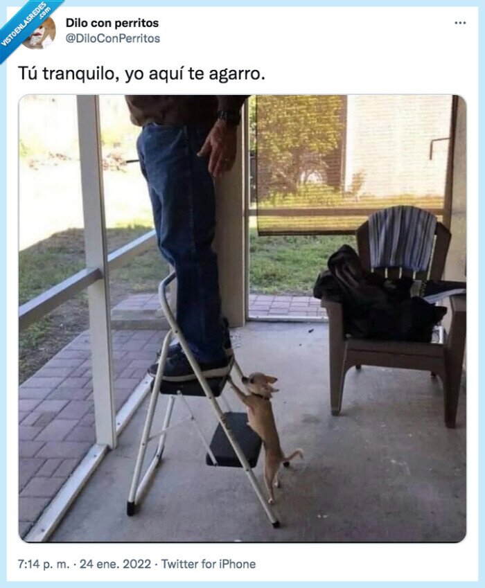 ayudar,escalera,perrete