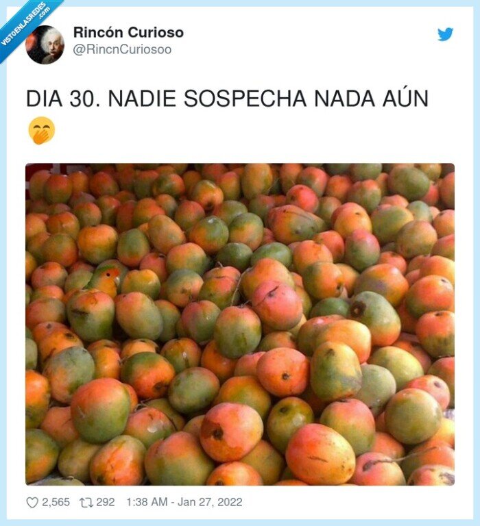 sospechar,mangos,loro