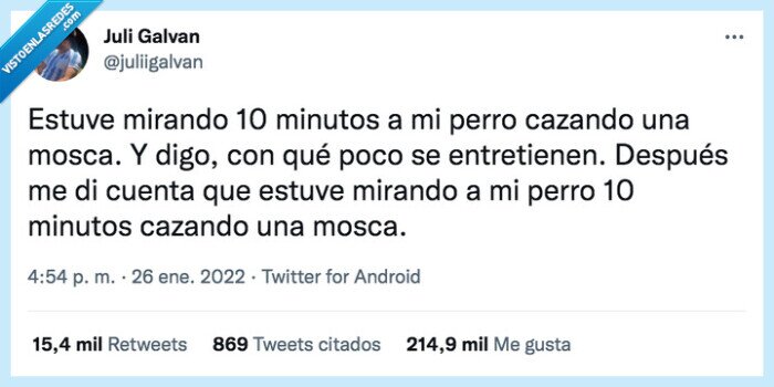 perro,cazar,moscas,entretenerse