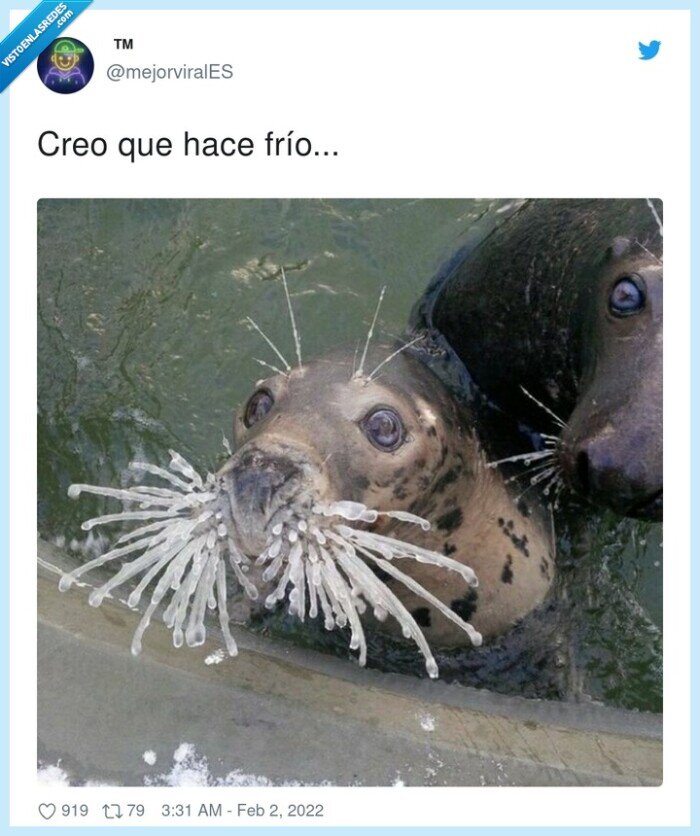 frío,foca,bigotes,hielo
