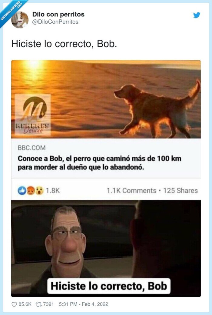 correcto,perro,morder,amo,abandonar,bob