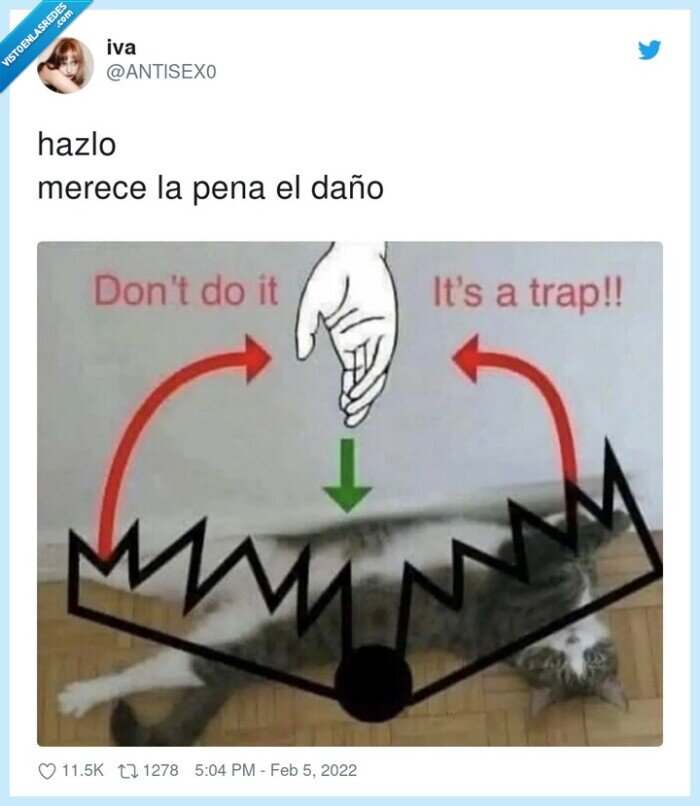 gato,agresivo,barriga,panza