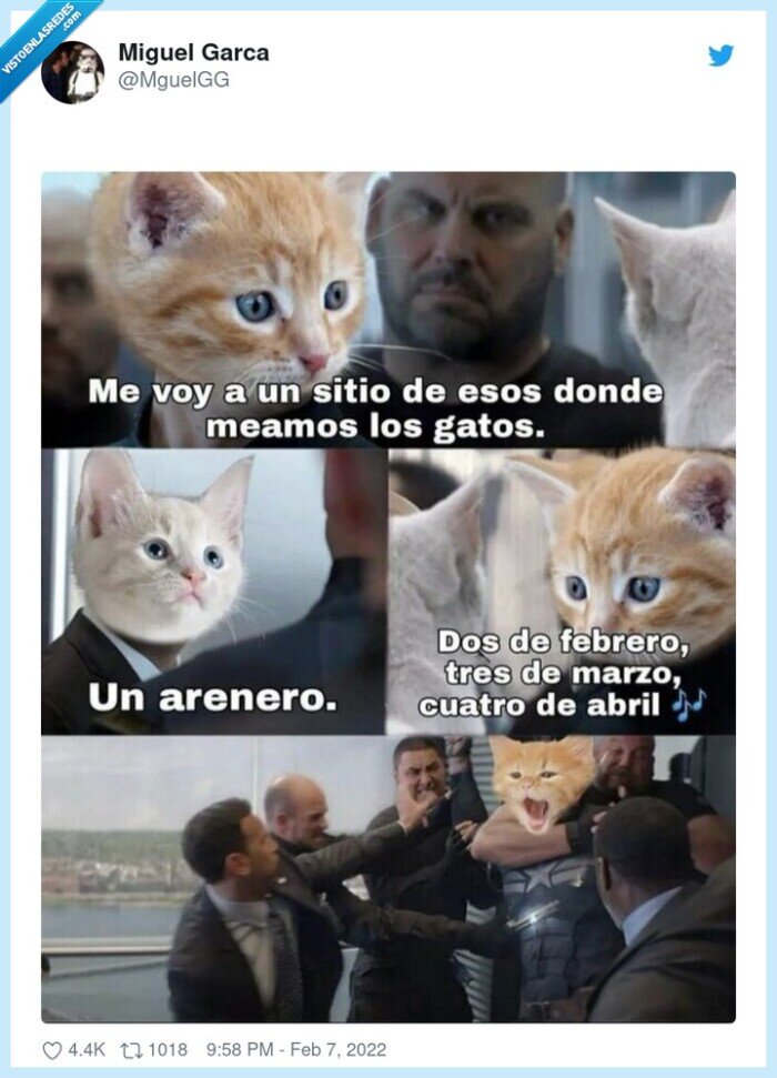 arenero,gato,capitán america,chistaco
