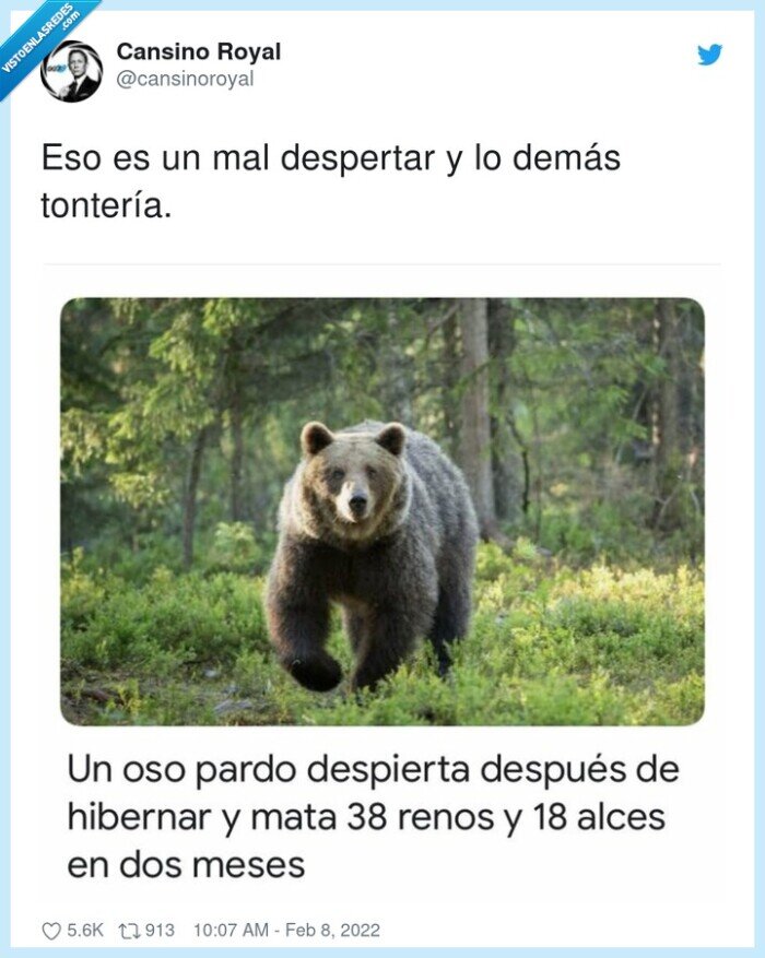 despertar,tontería,oso