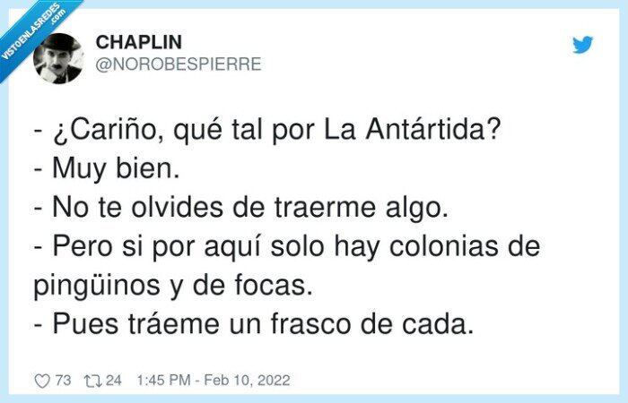 antártida,pingüinos,cariño,colonias,traer,olvidar