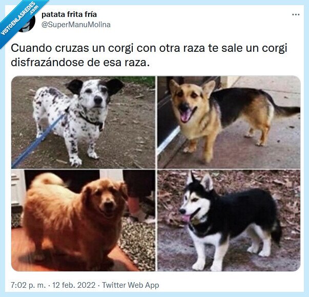 corgi,cruzar,raza,perro,disfrazar