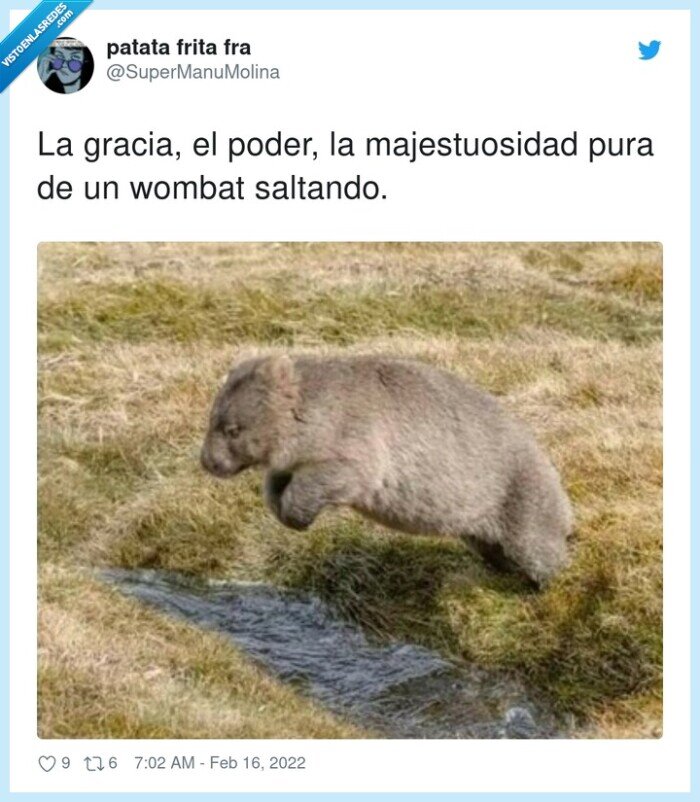 majestuosidad,saltando,gracia,wombat