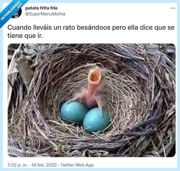 besos,pareja,testículos,pájaro