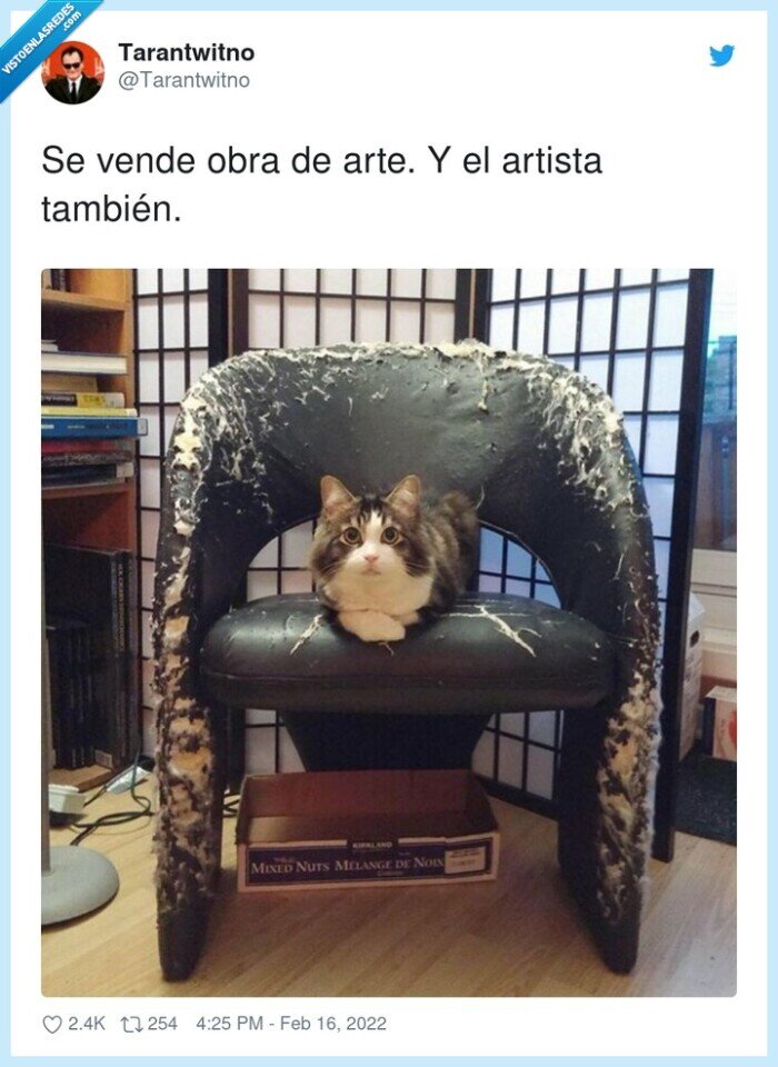 artista,sofá,arañado,gato