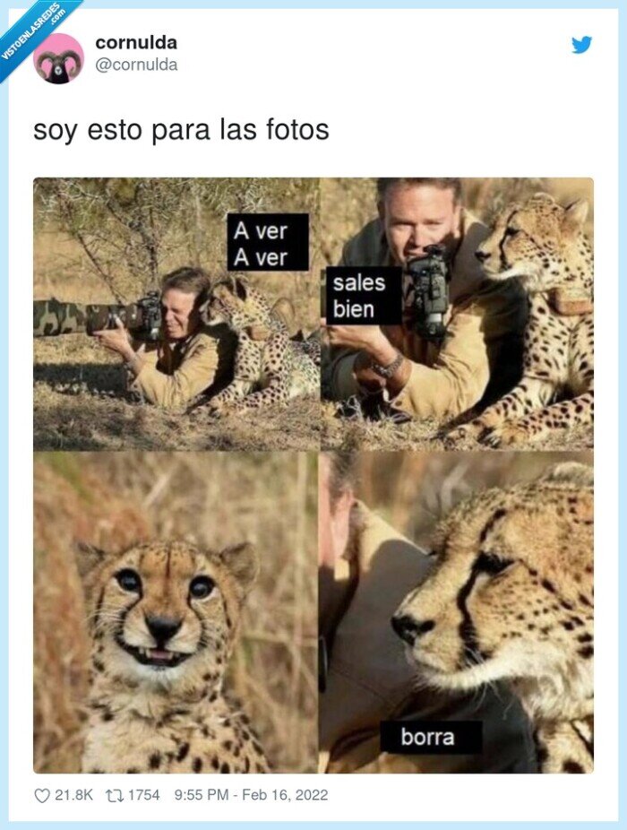 guepardo,foto,borrar,quedar bien