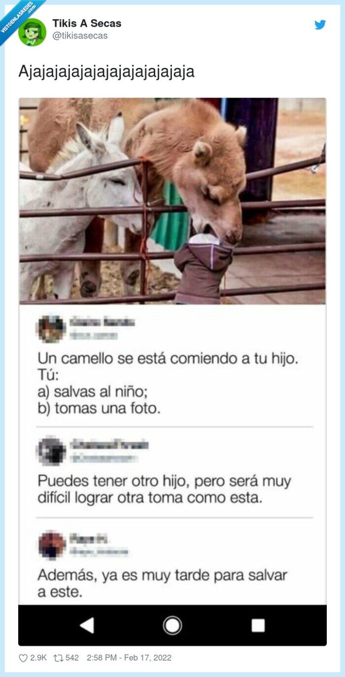 camello,hijo,comerse