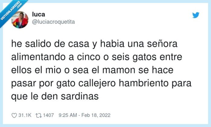 alimentar,hambriento,callejero,sardinas,señora,gato