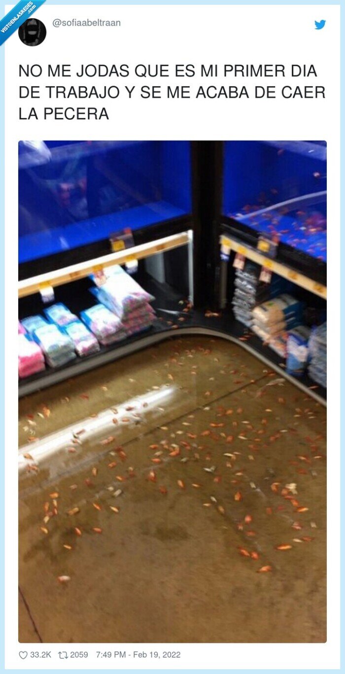 trabajo,primer,pecera,caerse,peces