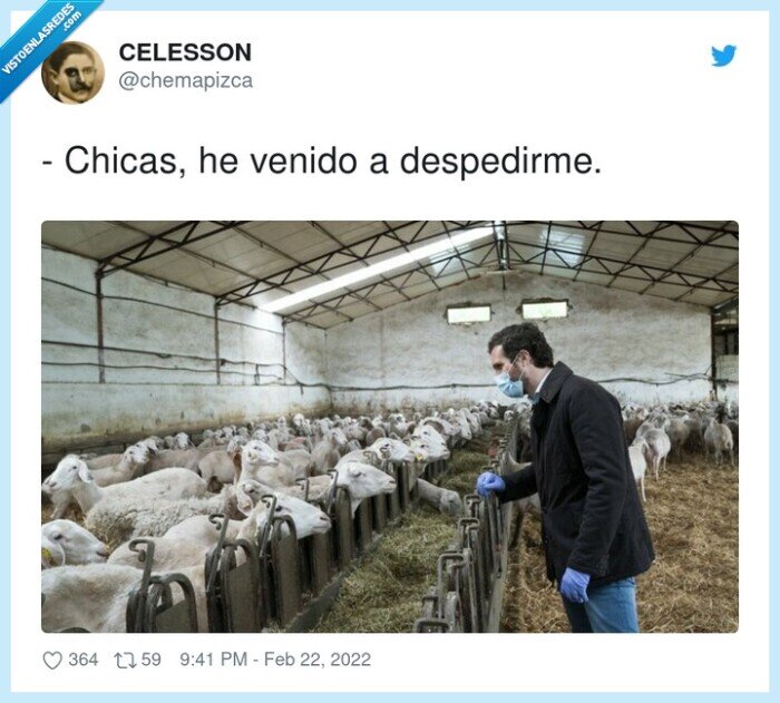 despedirme,chicas,ovejas,casado