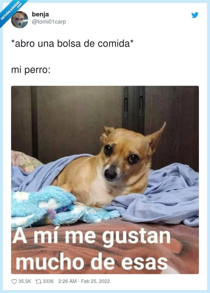 comida,abrir,bolsa,perro