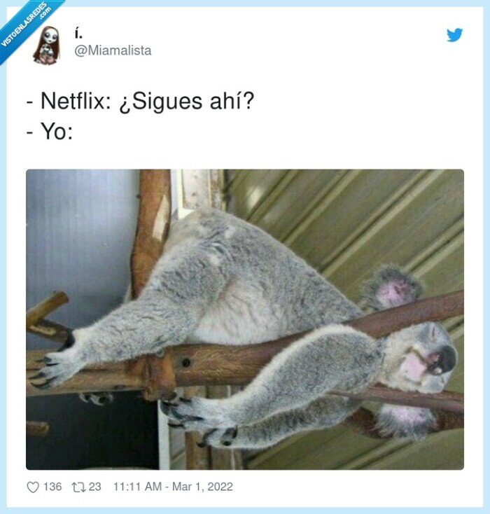 netflix,sigues ahí,koala,siesta