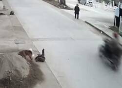Enlace a Alucinante cómo este perro salva a su amigo de morir atropellado por una moto