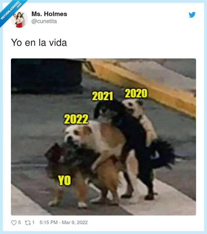perros,meme,risas,chiste,2022,vida,resumen,twitter,foto