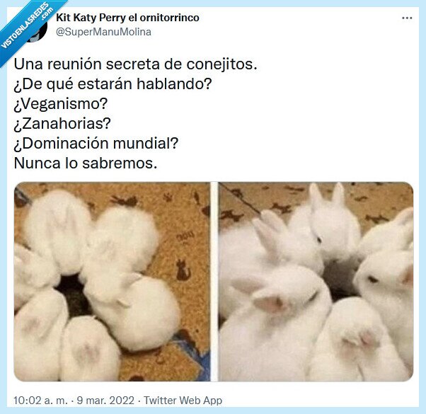 reunión,conejitos,dominación,zanahorias