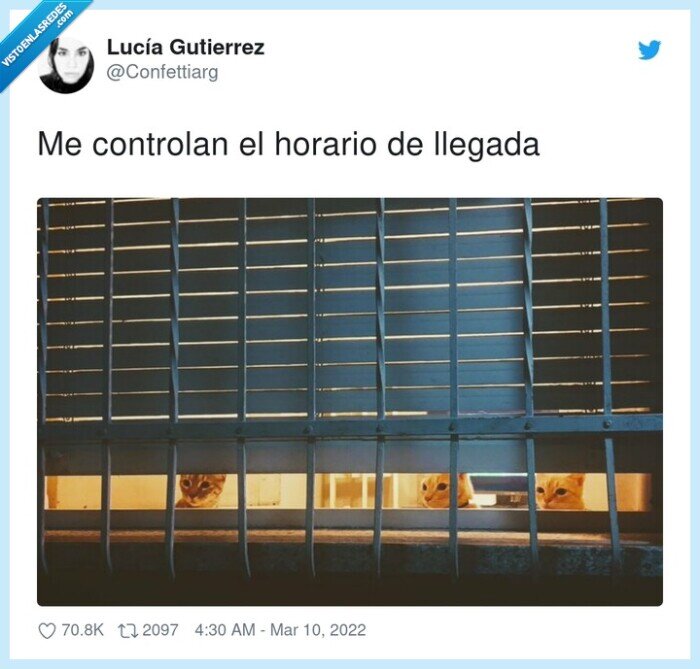 controlar,horario,llegada,gatos,ventana