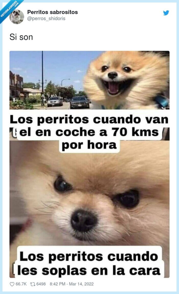 perros,soplar,viento