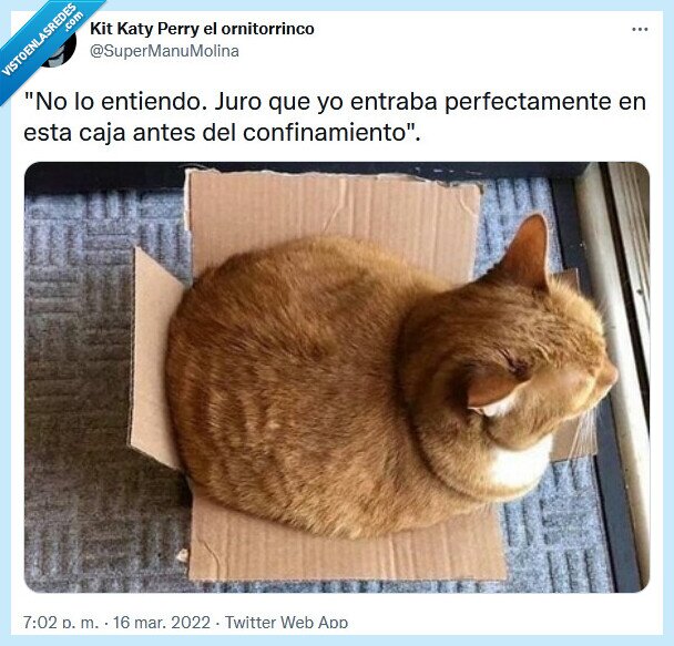 caja,gato,confinamiento
