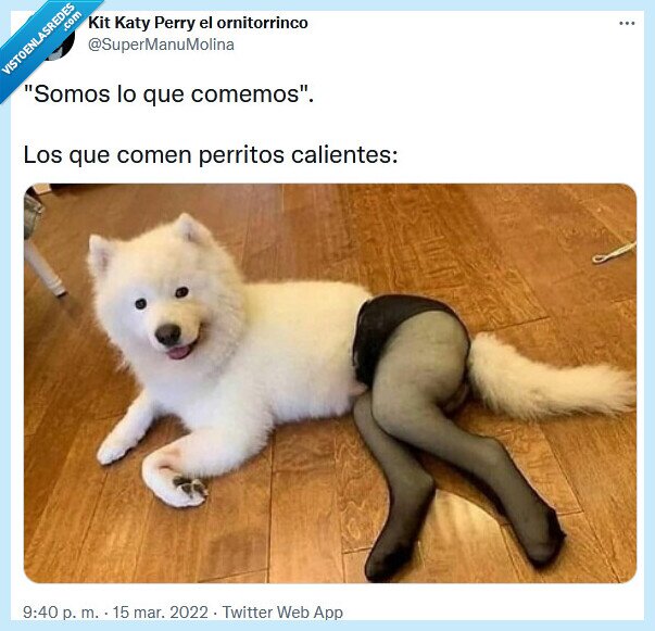 perrito caliente,comer,hot dog