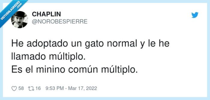 adoptado,llamar,gato,minino,común