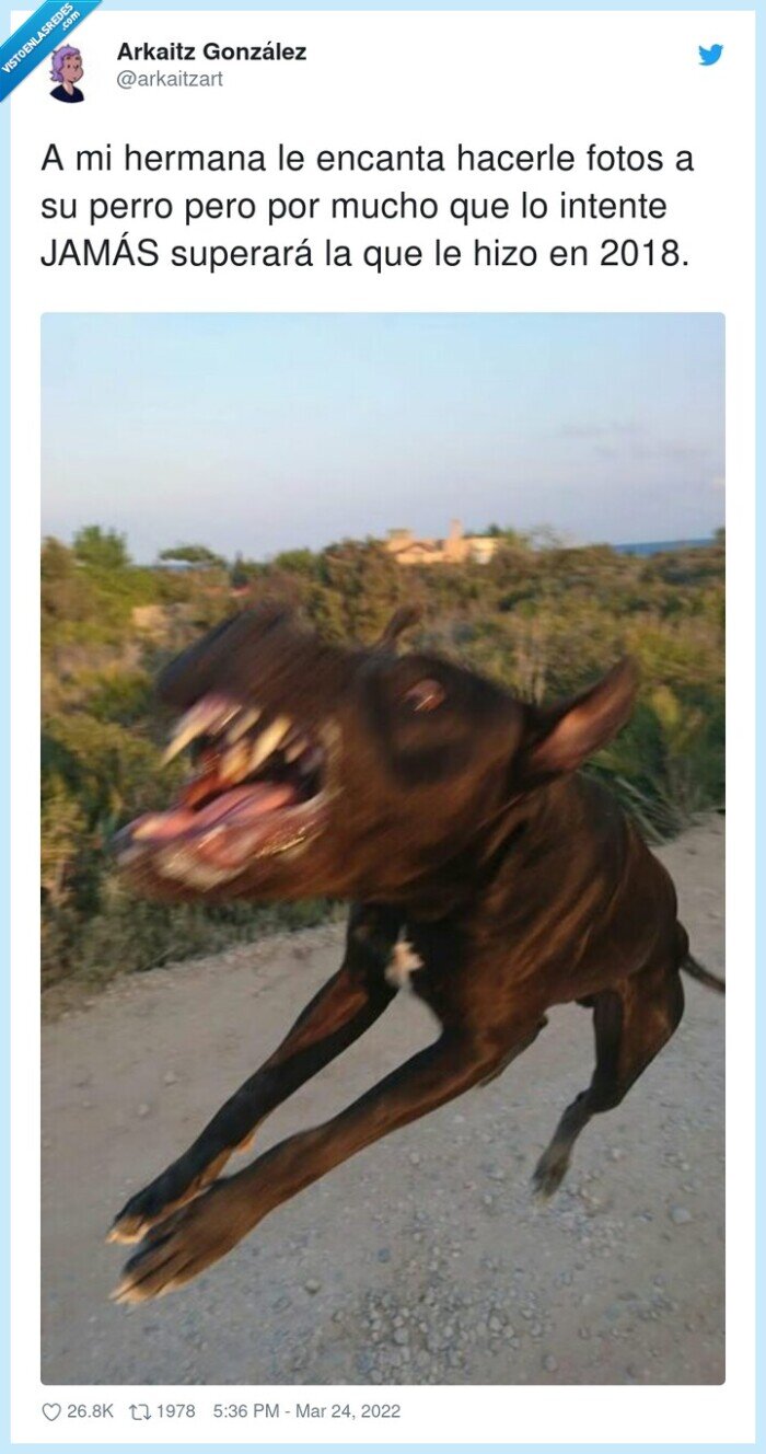 foto,perro,rabia,enfadado