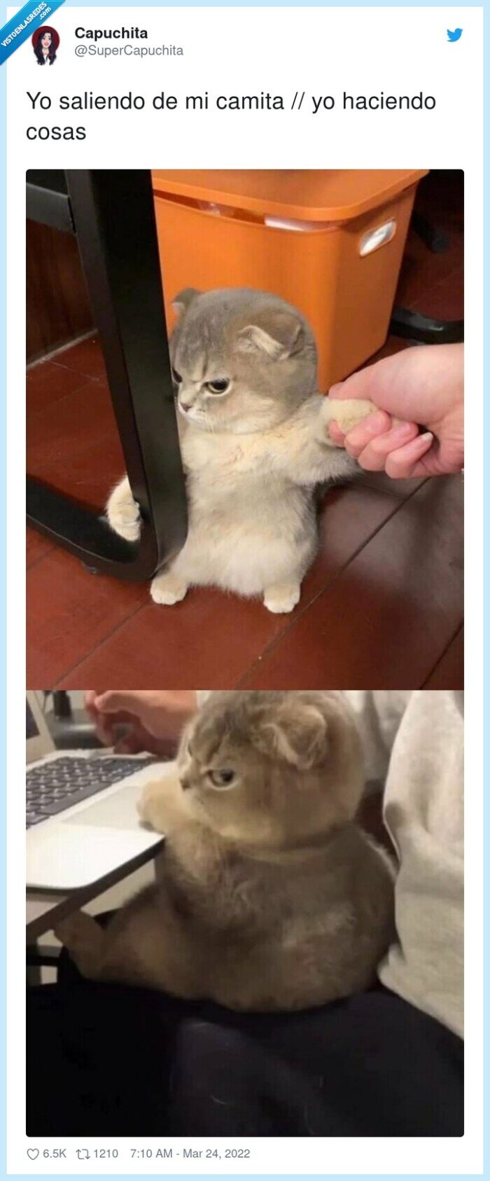 gato,enfadado,cosas,enojado