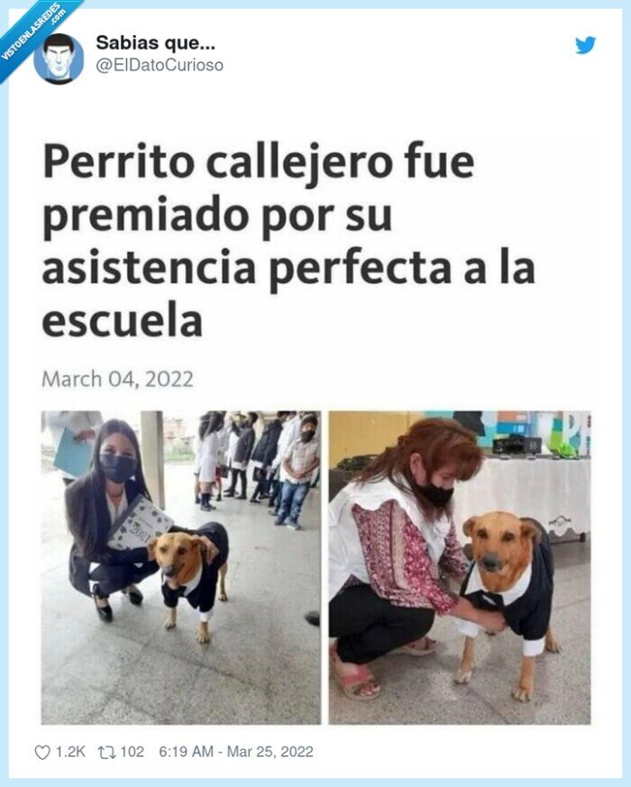 perrito,escuela,asistencia perfecta